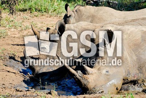 Breitmaulnashorn (17 von 28).jpg